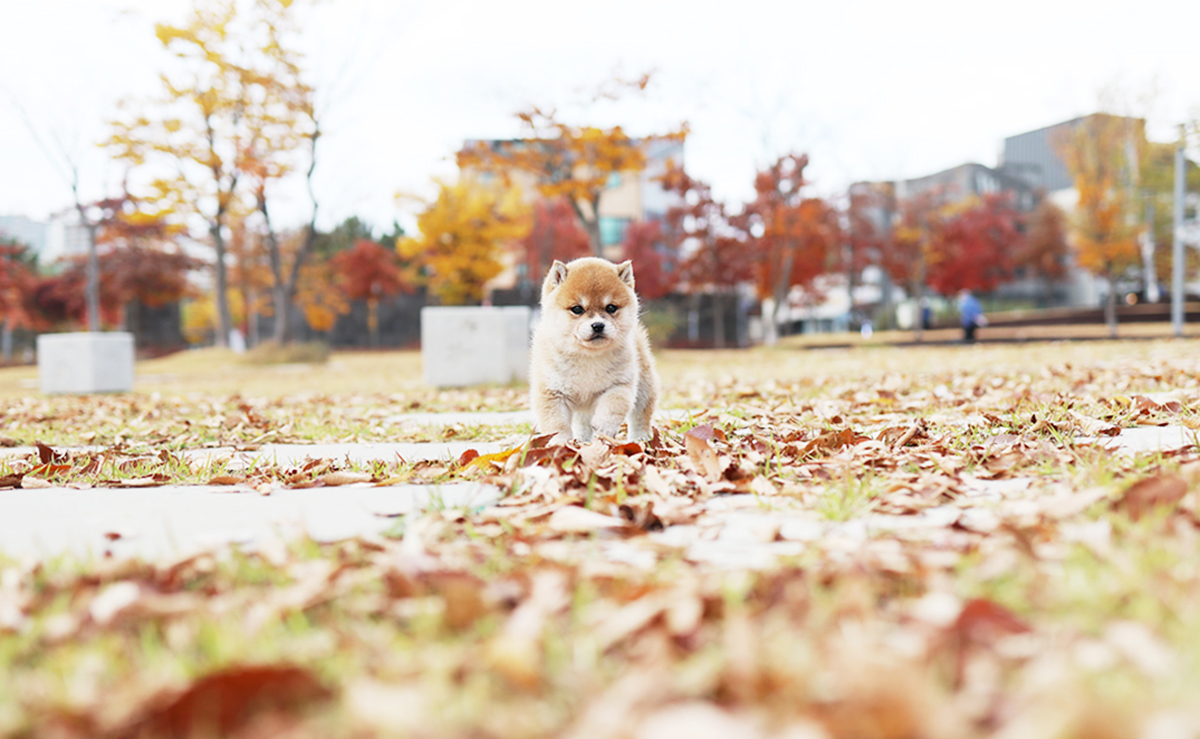 시바이누