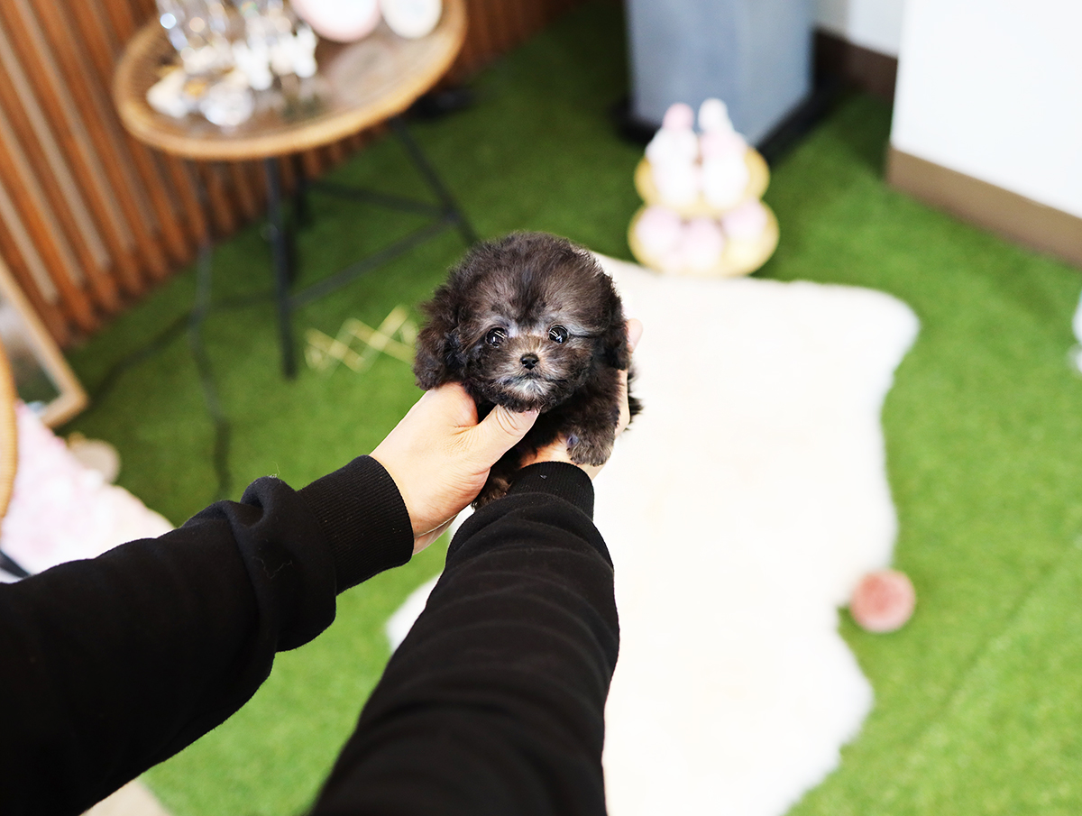 토이푸들