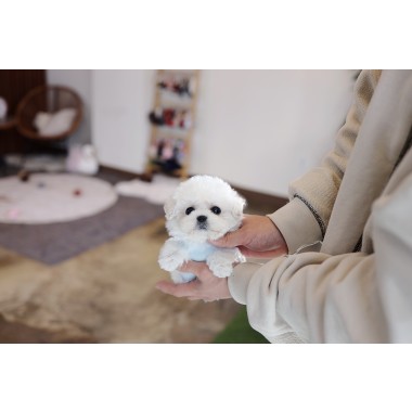 비숑프리제