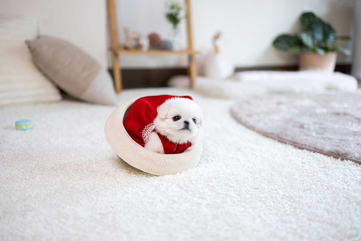 화이트페키니즈 [Pekingese]