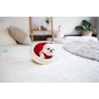 화이트페키니즈 [Pekingese]