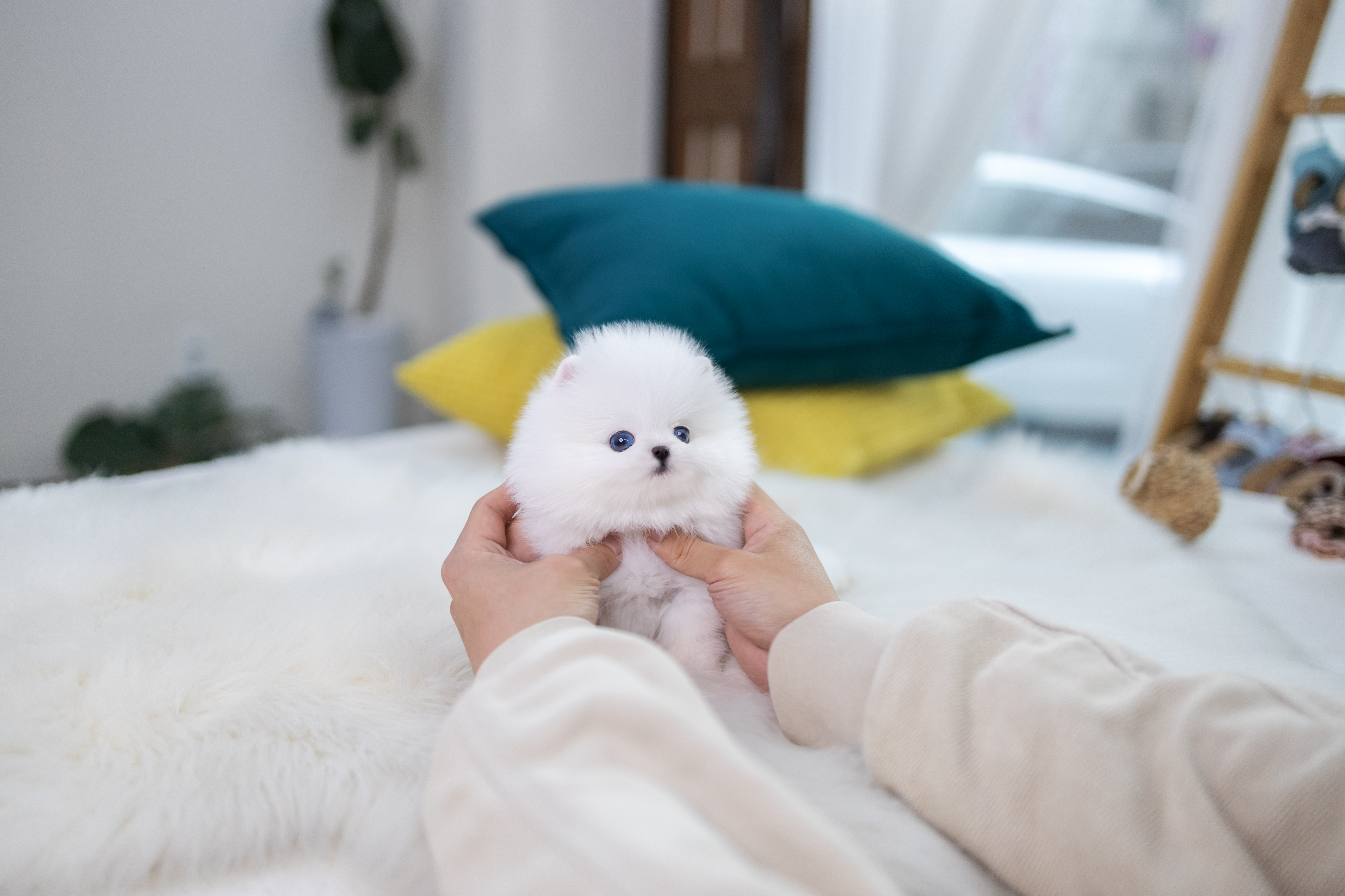 포메라니안