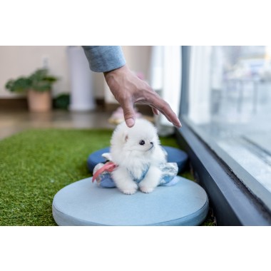 포메라니안 [Teacup Pomeranian]
