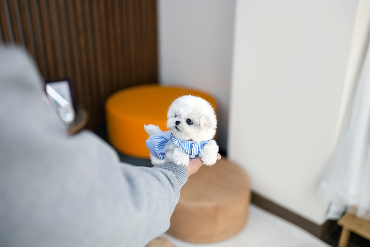 미니비숑프리제 [Mini Bichon Frise]