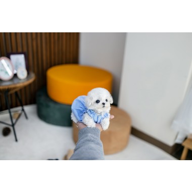 미니비숑프리제 [Mini Bichon Frise]