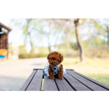 토이푸들 [Teacup Poodle]