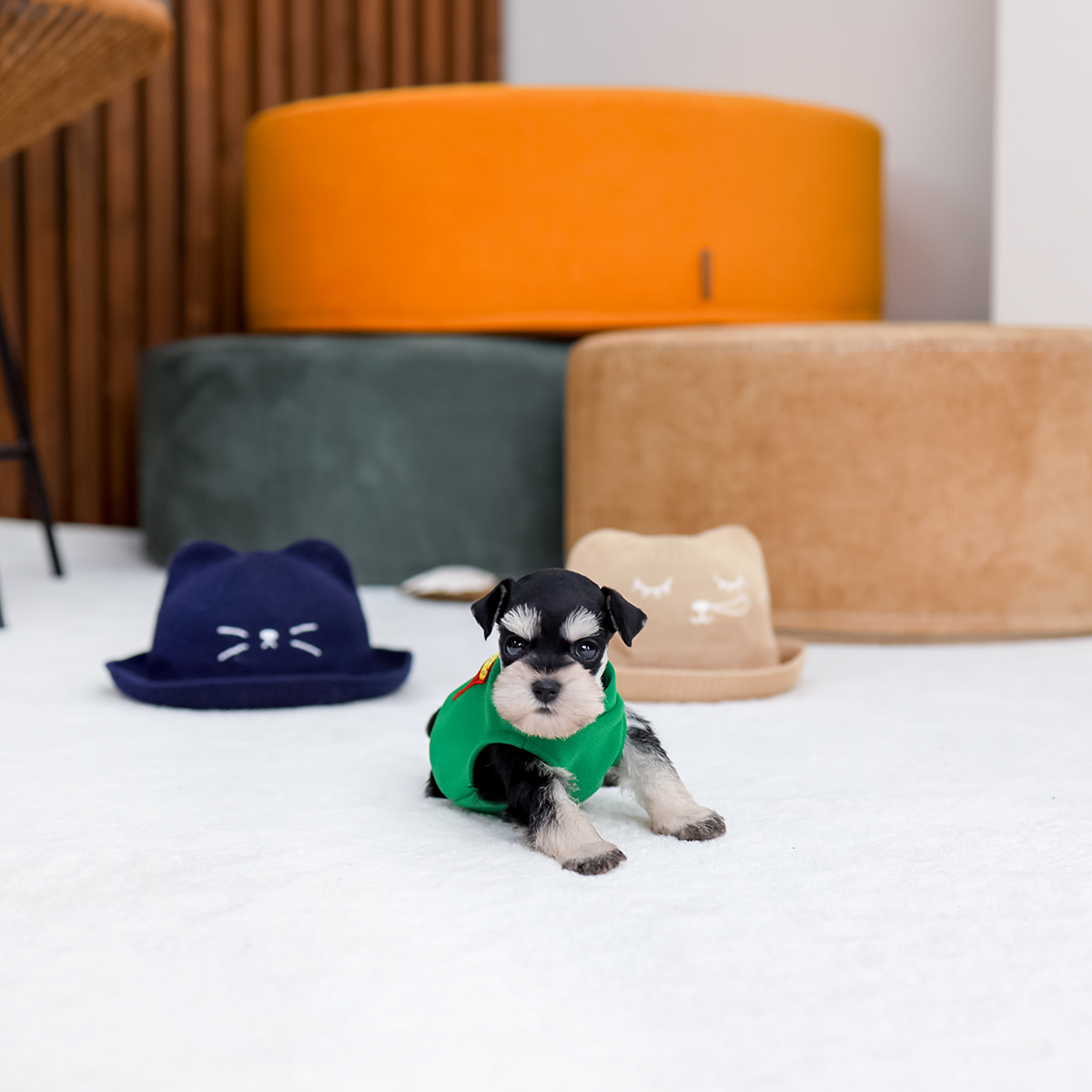 슈나우저 [Miniature Schnauzer]