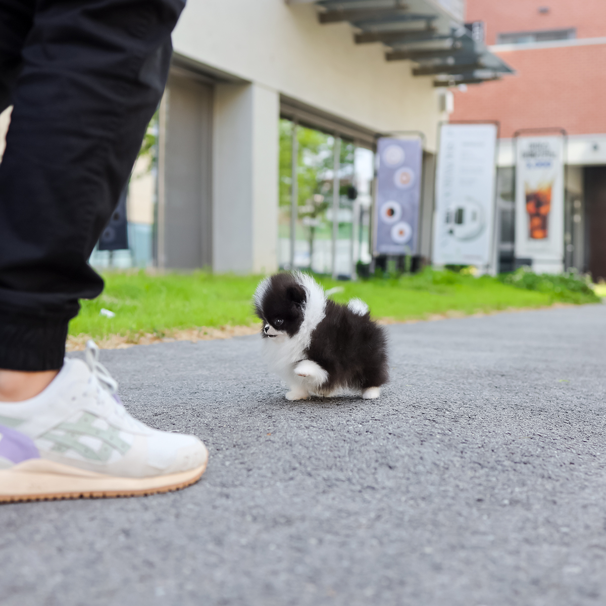 포메라니안 [Pomeranian]