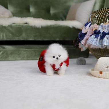 포메라니안(Pomeranian)