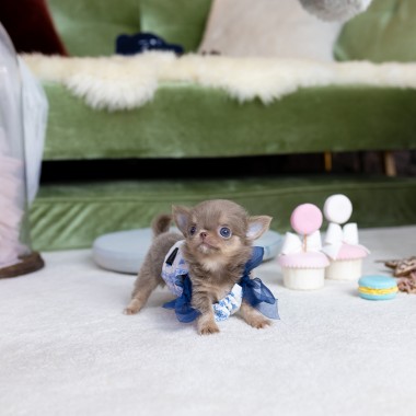 장모치와와 (Chihuahua)