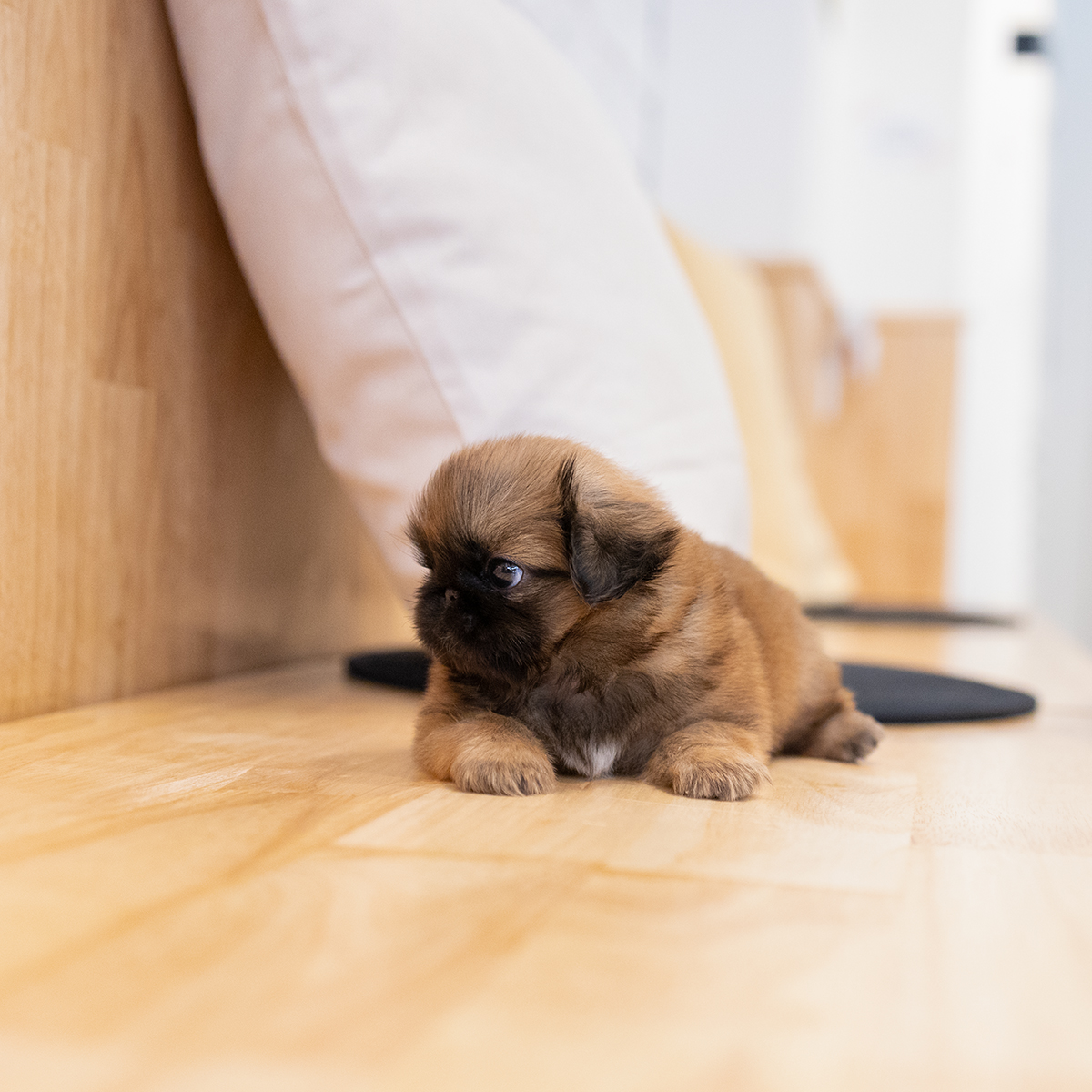 황페키니즈 [Pekingese]