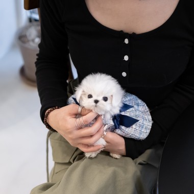 말티즈 (Maltese)