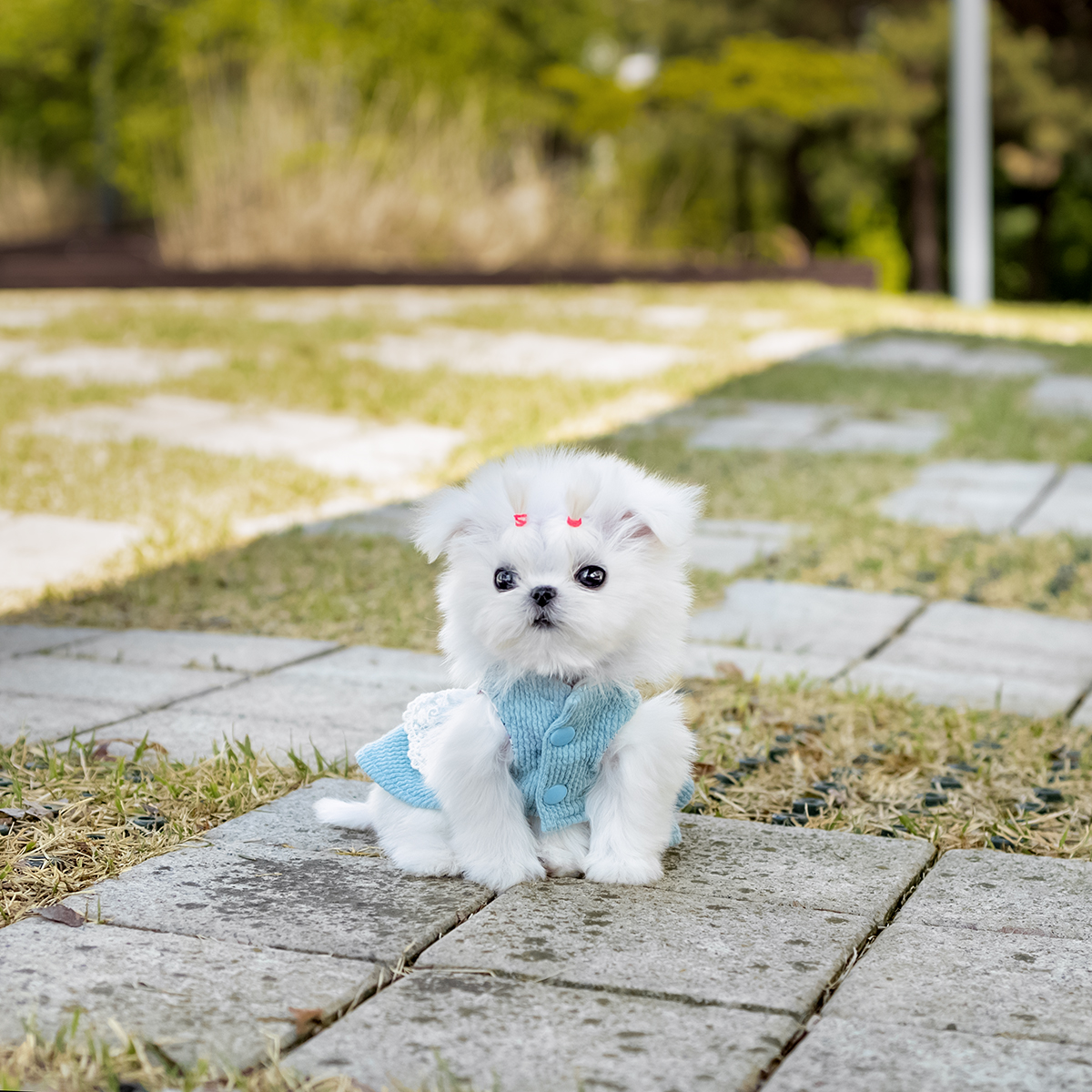 말티즈(Maltese)