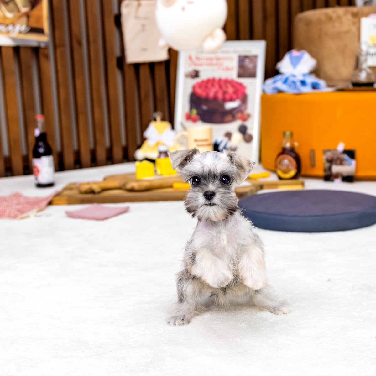 슈나우저 (Schnauzer)