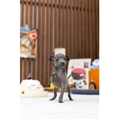 이탈리안그레이하운드 (Italian Greyhound)