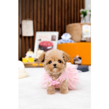 말티푸(Maltipoo)