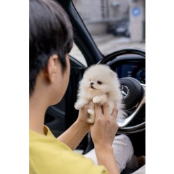 포메라니안(Pomeranian)