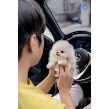 포메라니안(Pomeranian)