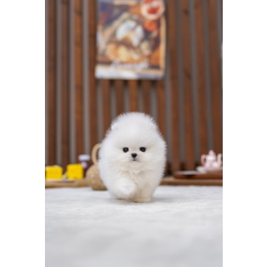 포메라니안(Pomeranian)