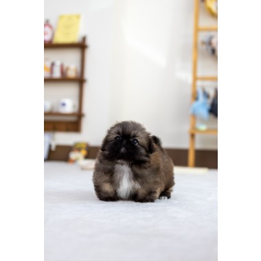황페키니즈 [Pekingese]