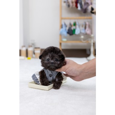실버토이푸들 [Teacup Silver Poodle]