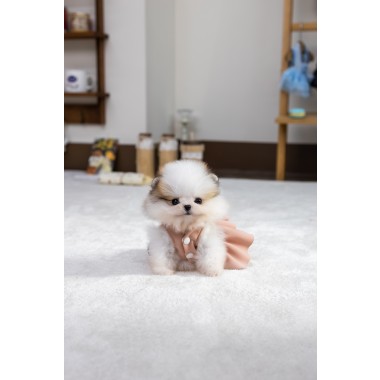 파티포메라니안 [Parti Pomeranian]