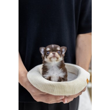 초코탄장모치와와 [Chihuahua]