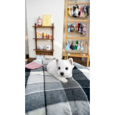 화이트테리어 [West Highland White Terrier]