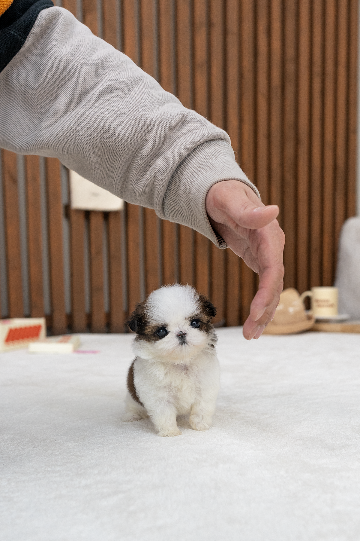 콩시츄 [Mini Shihtzu]