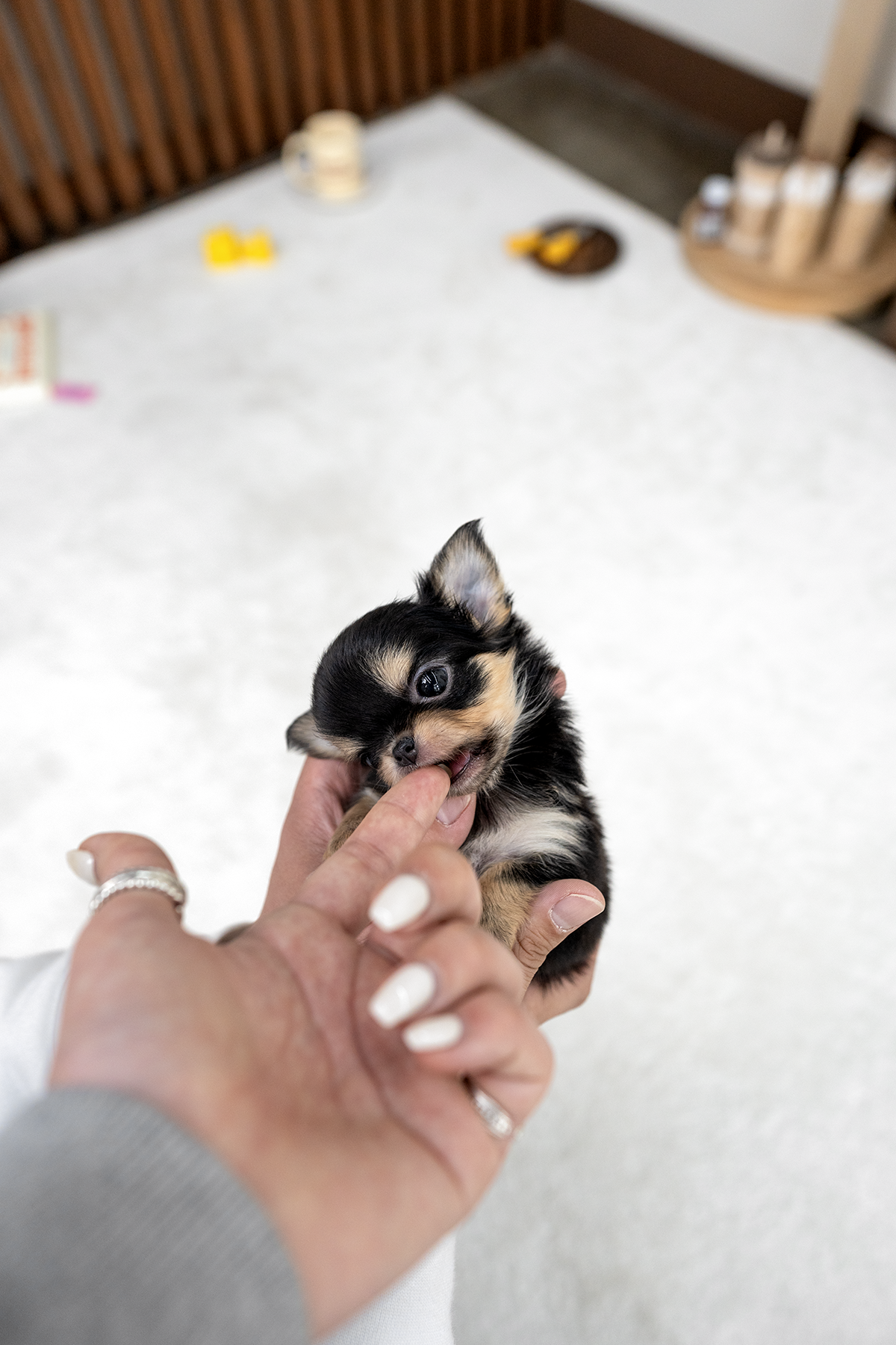 블랙탄장모치와와 [Chihuahua]