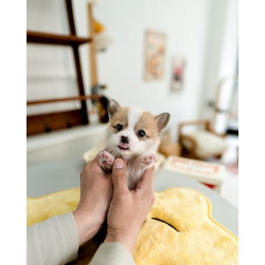 웰시코기 [Welsh Corgi]