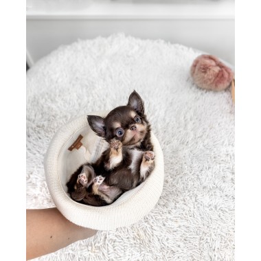 장모치와와 [Chihuahua]