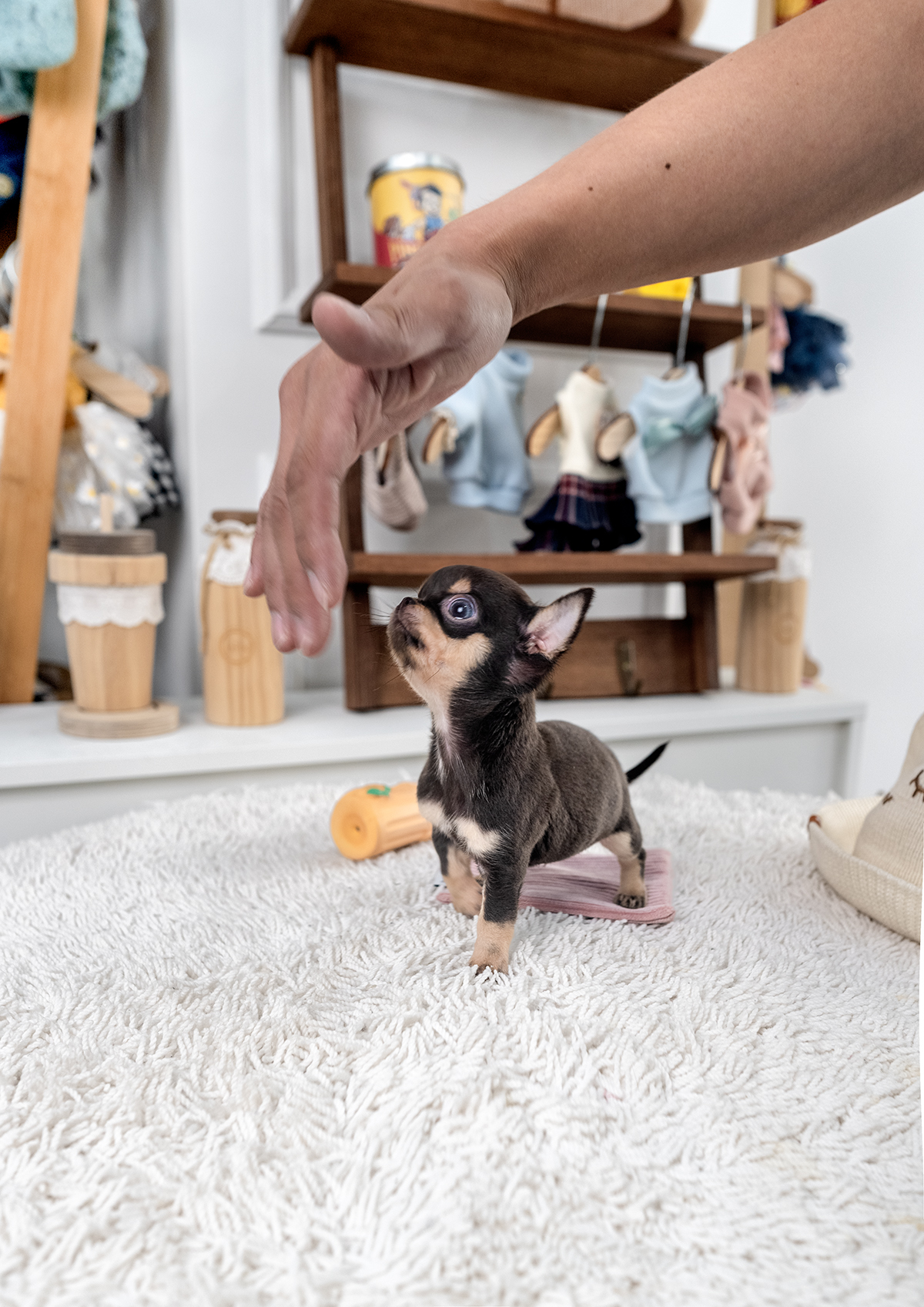 단모치와와 [Chihuahua]