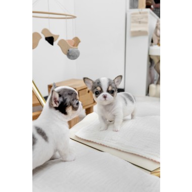 단모치와와 [Chihuahua]
