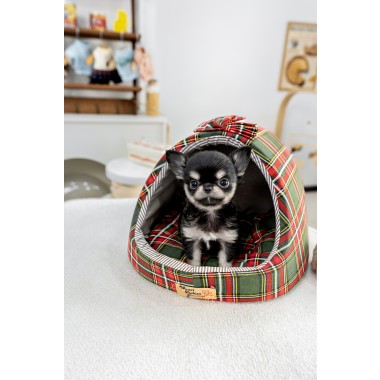 장모치와와 [Chihuahua]