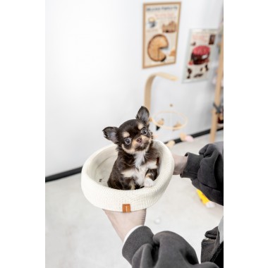 장모치와와 [Chihuahua]