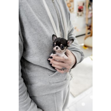 단모치와와 [Chihuahua]
