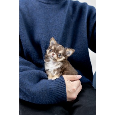 장모치와와 [Chihuahua]