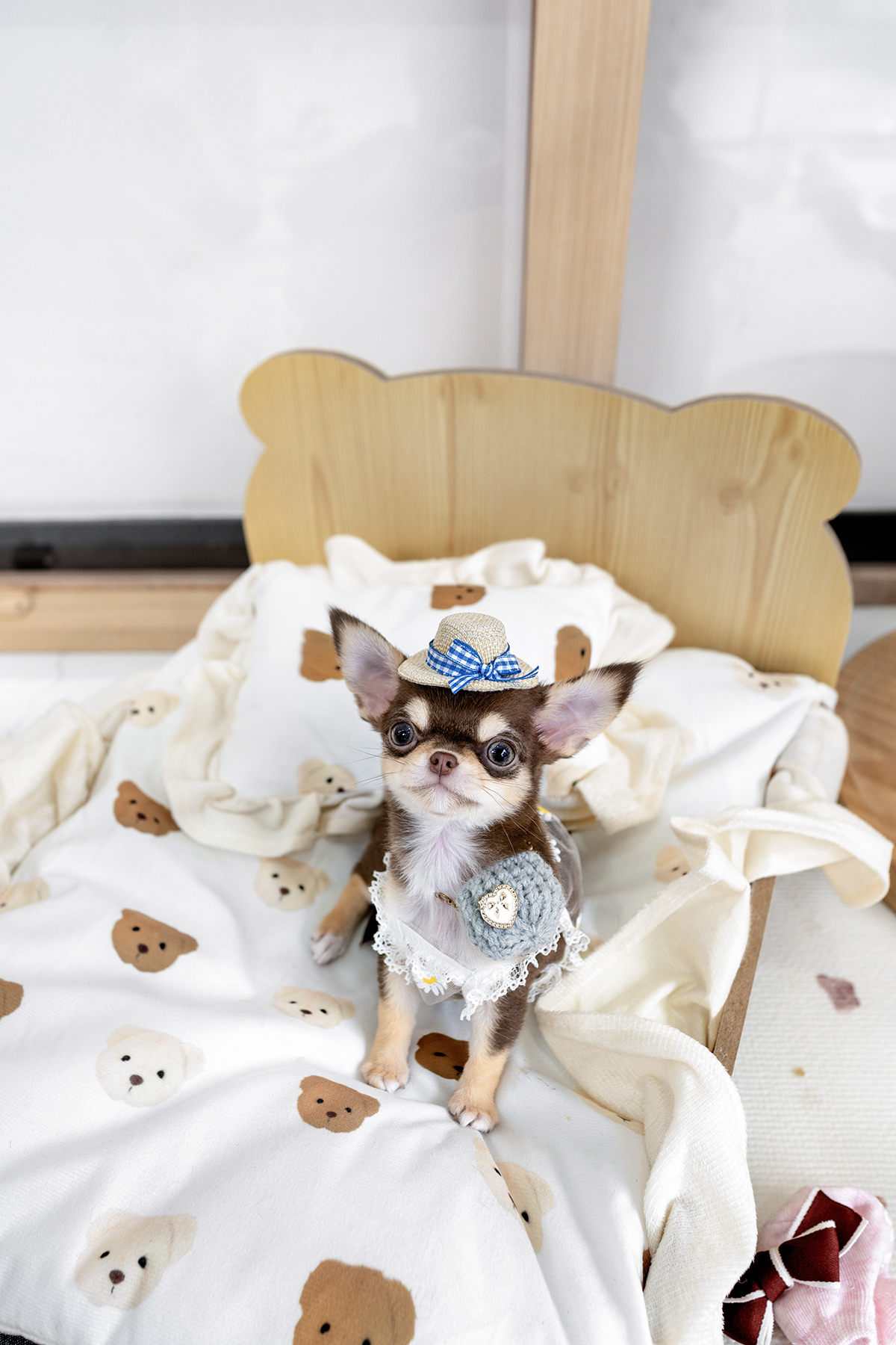 단모치와와 [Chihuahua]