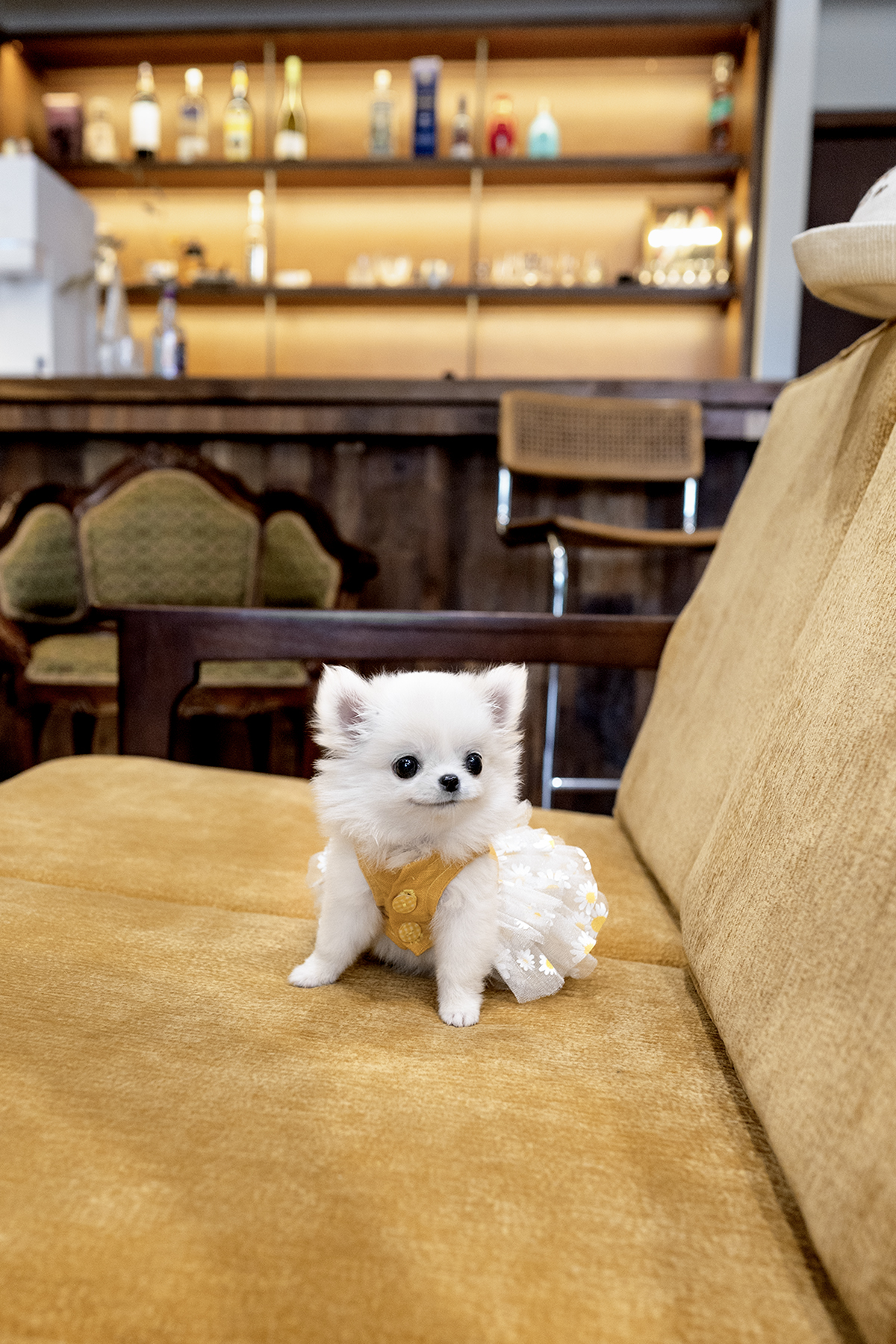 장모치와와 [Chihuahua]