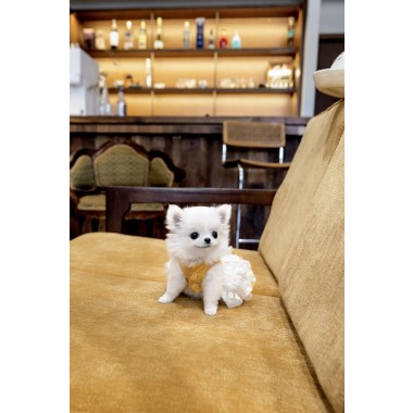 장모치와와 [Chihuahua]