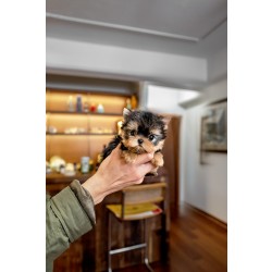 요크셔테리어 [Yorkshire Terrier]