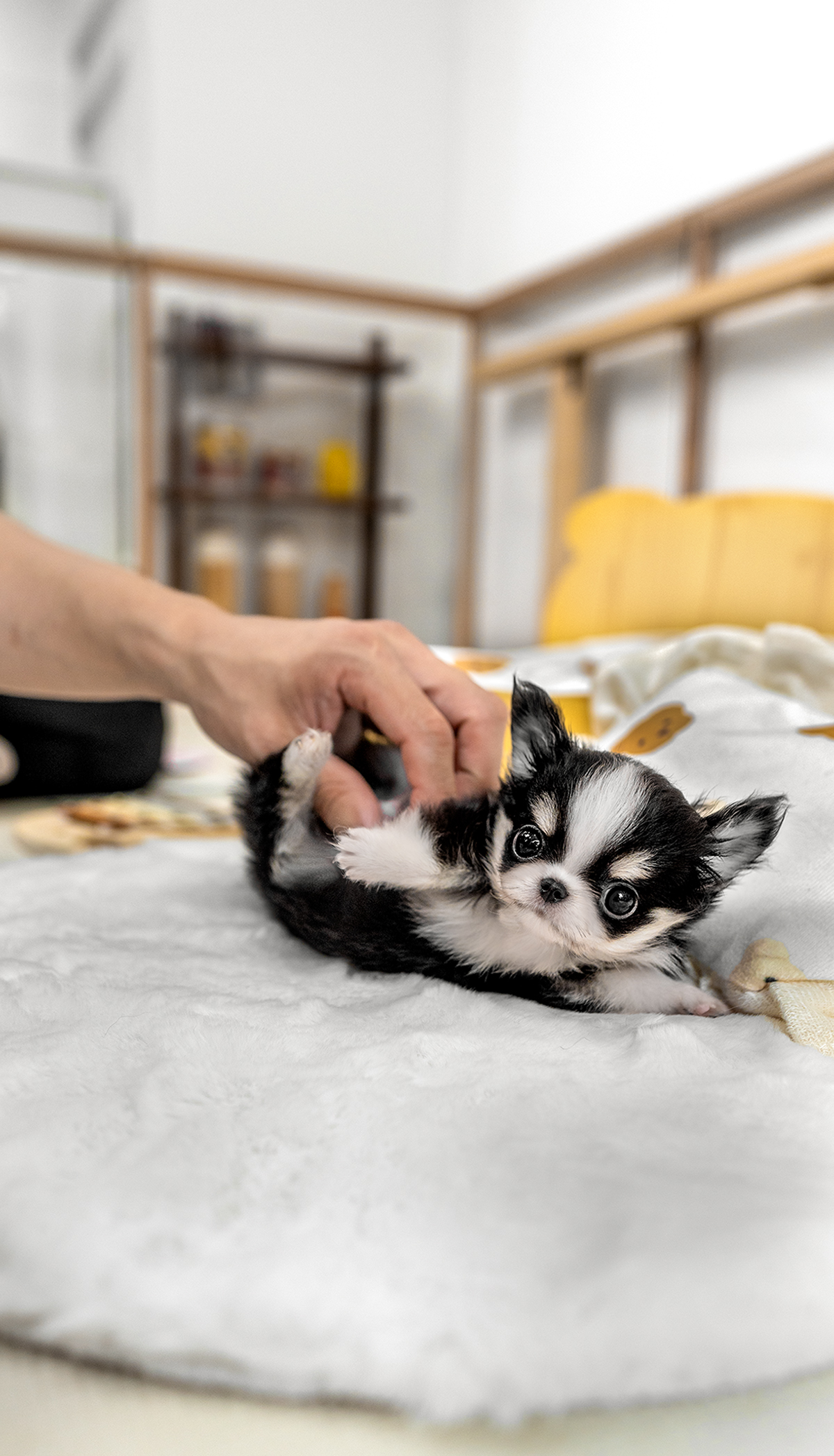 장모치와와 [Chihuahua]